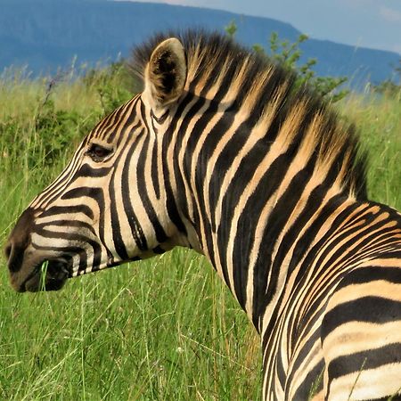 African Hills Safari Lodge & Spa Magaliesburg Exterior foto