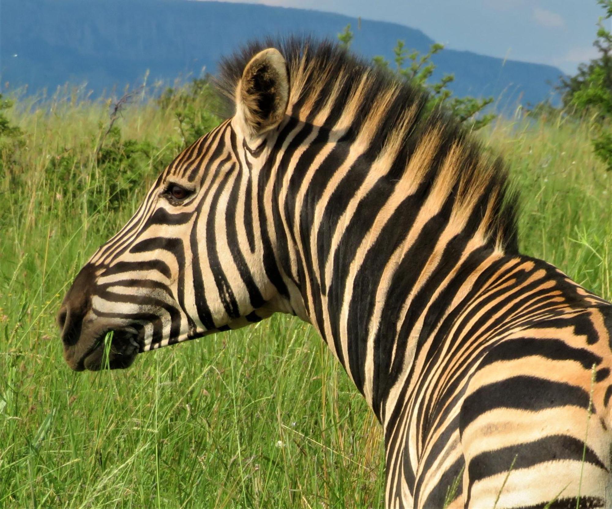 African Hills Safari Lodge & Spa Magaliesburg Exterior foto